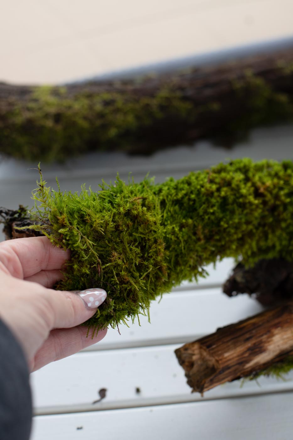 Moos Aus Dem Wald Reinigen